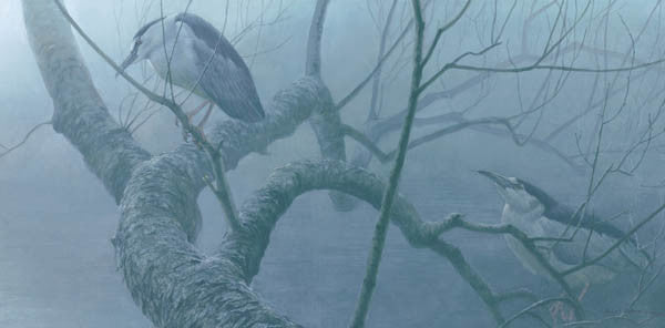 Black-Crowned Night Heron Pair