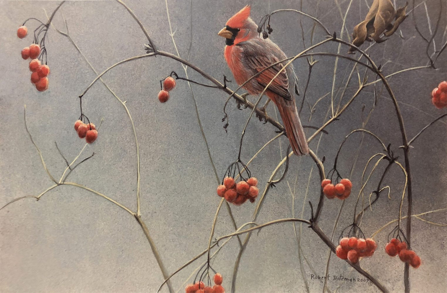 High Bush Cranberries Cardinal