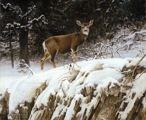 Mule Deer In Snow