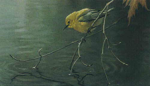 Prothonotary Warbler