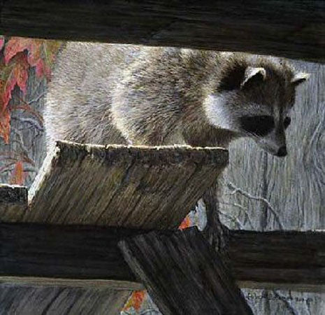 Prowler - Raccoon