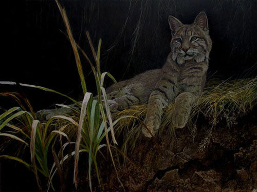 Riverbank Retreat - Bobcat