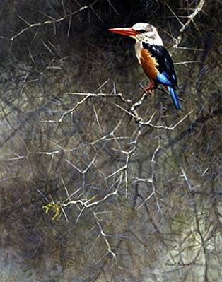 Sappi Greyhooded Kingfisher