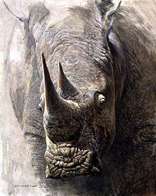 Sappi White Rhinoceros