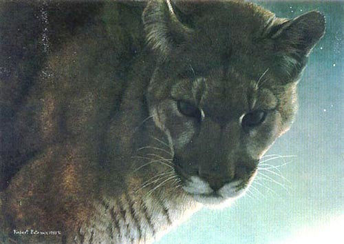 Starlight Cougar