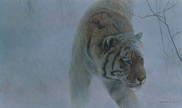 Twilight Siberian Tiger