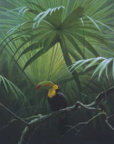 Under The Canopy Toucan