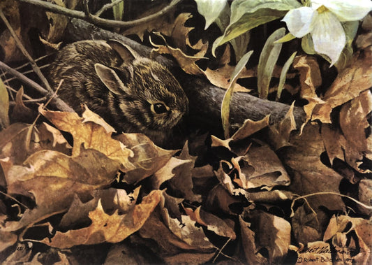 Among The Leaves - Cottontail