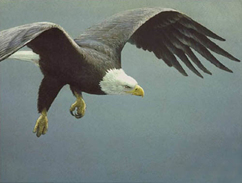 Approach Bald Eagle