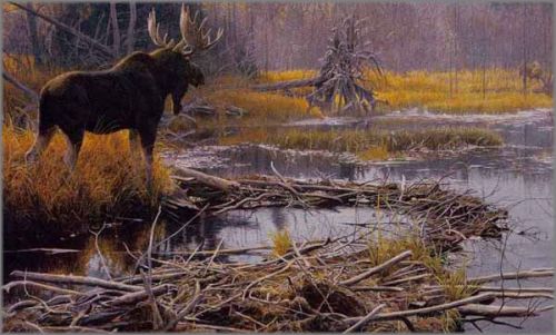 Autumn Overture - Moose