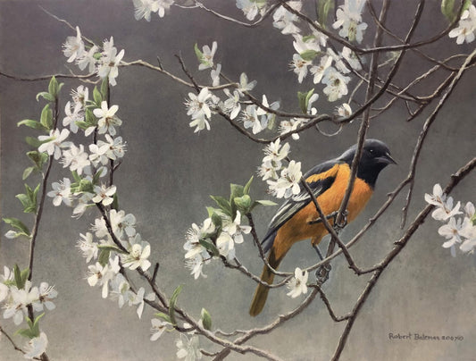 Baltimore Oriole and Plum Blossoms