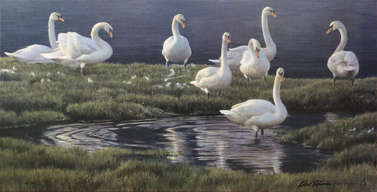 Bank Of Swans