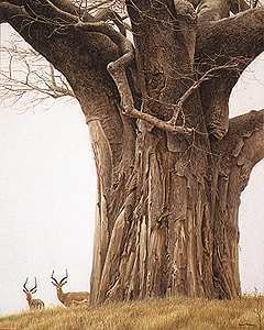 Baobab Tree And Impala