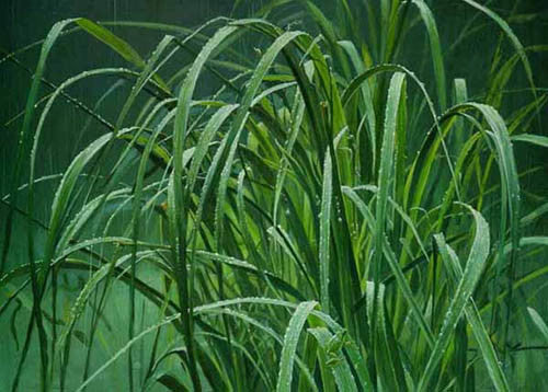 Beach Grass And Tree Frog