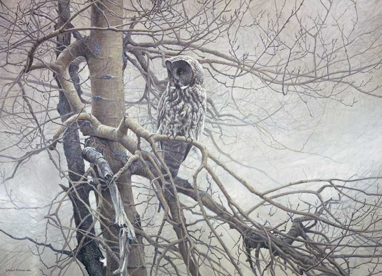 Ghost Of The North - Great Gray Owl