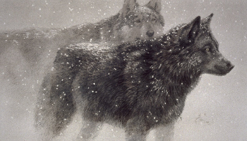 Wolf Pair in Winter - Canis Lupus (1994)
